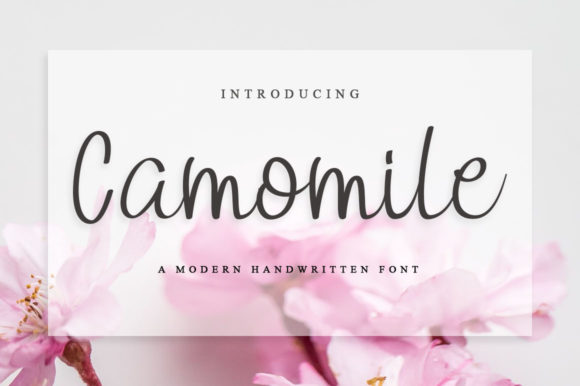 Camomile Font Review: A Handwritten Typeface with Elegance and Charm